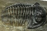 Detailed Gerastos Trilobite Fossil - Morocco #311236-1